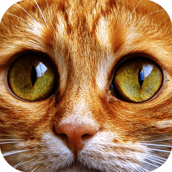 Jigsaw Puzzle Cats - Puzzle game icon