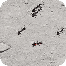 Squash These Ants 2 - Arcade game icon